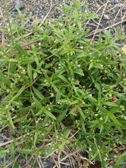 Oldenlandia corymbosa