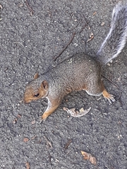 Sciurus carolinensis