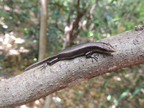 Emoia caeruleocauda