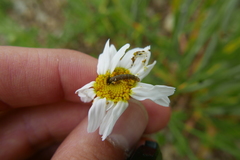 Phalonidia contractana