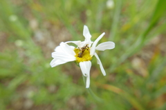 Phalonidia contractana