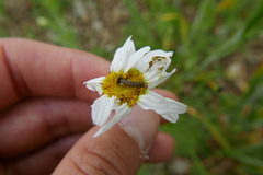 Phalonidia contractana