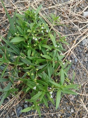 Oldenlandia corymbosa