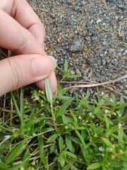 Oldenlandia corymbosa