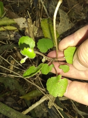 Brachyglottis sciadophila