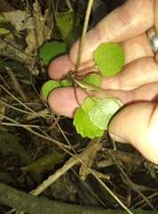 Brachyglottis sciadophila