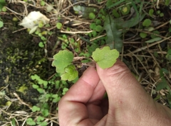 Brachyglottis sciadophila