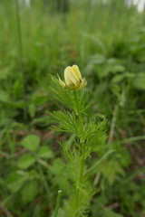 Adonis aestivalis