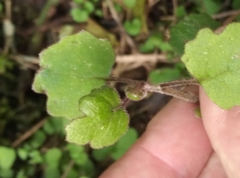 Brachyglottis sciadophila