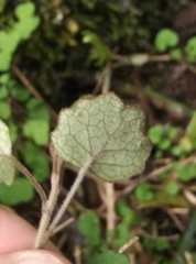 Brachyglottis sciadophila