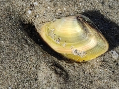 Donax semistriatus
