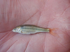 Cyprinella proserpina