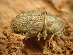 Hylesinus crenatus