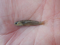 Etheostoma grahami