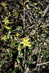 Asterolasia buxifolia