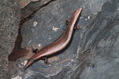 Chalcides coeruleopunctatus