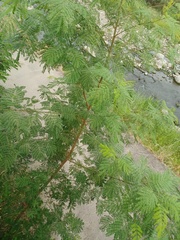 Leucaena leucocephala