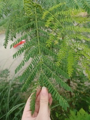 Leucaena leucocephala