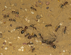 Camponotus wiederkehri