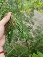 Leucaena leucocephala
