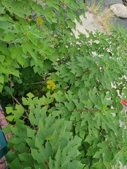 Broussonetia papyrifera