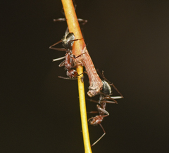 Camponotus wiederkehri