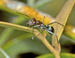 Camponotus wiederkehri