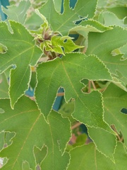 Broussonetia papyrifera