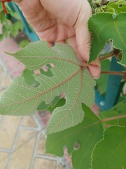 Broussonetia papyrifera