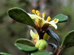 Asterolasia buxifolia