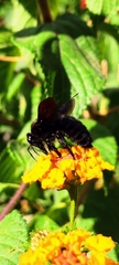 Xylocopa violacea