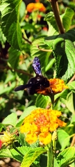 Xylocopa violacea