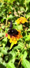 Xylocopa violacea