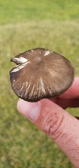 Entoloma jubatum