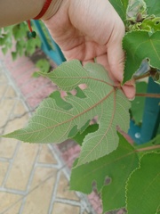 Broussonetia papyrifera