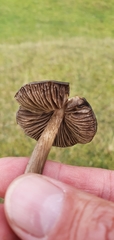Entoloma jubatum