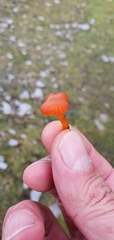 Hygrocybe insipida