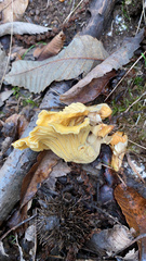 Cantharellus amethysteus