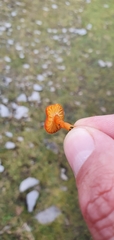 Hygrocybe insipida