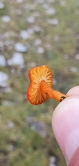 Hygrocybe insipida