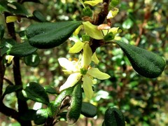 Asterolasia buxifolia