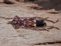 Coptocercus aberrans
