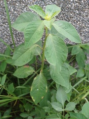 Euphorbia heterophylla