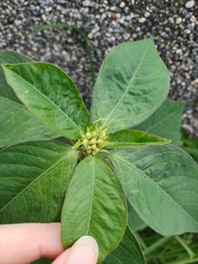 Euphorbia heterophylla