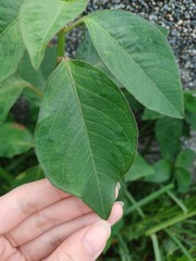 Euphorbia heterophylla