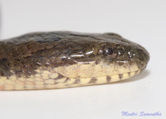 Enhydris subtaeniata