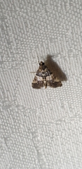 Nacoleia mesochlora
