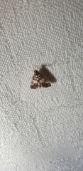 Nacoleia mesochlora