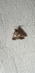 Nacoleia mesochlora