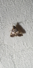 Nacoleia mesochlora